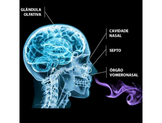 Afinal, o que são feromonas e como funcionam!